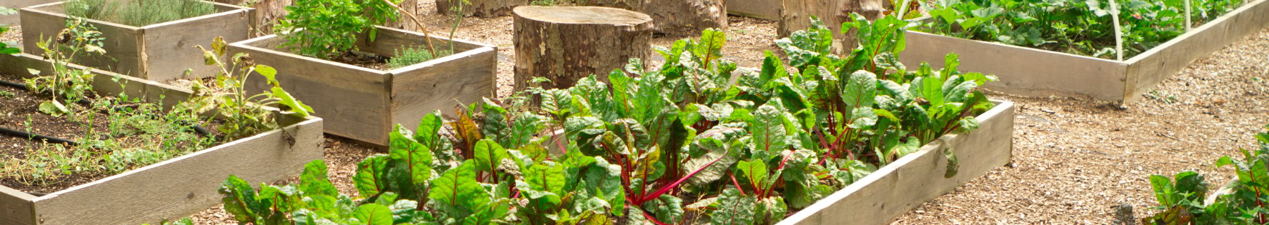 community garden planter boxes