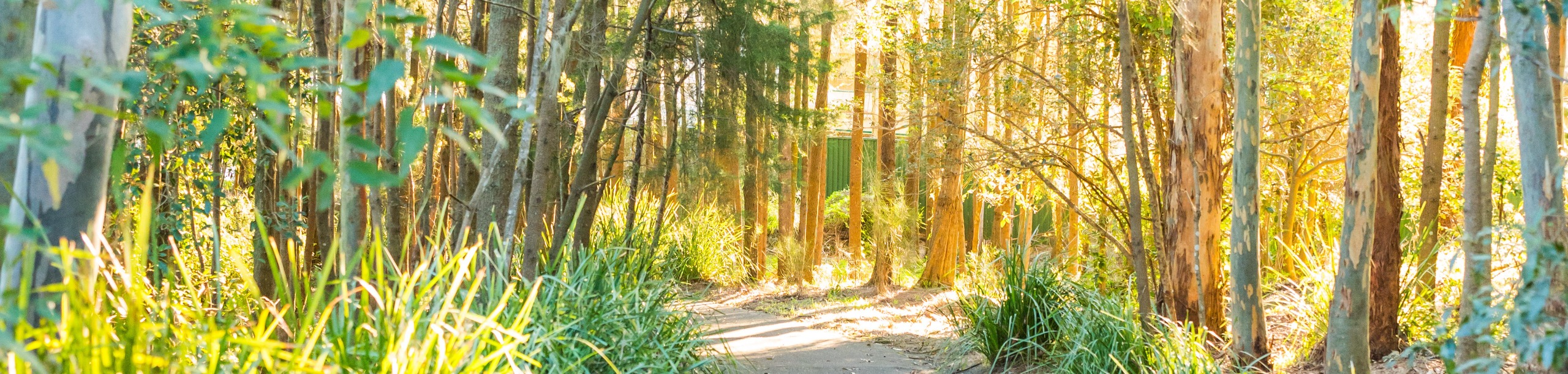 Bushland walking path among tall trees